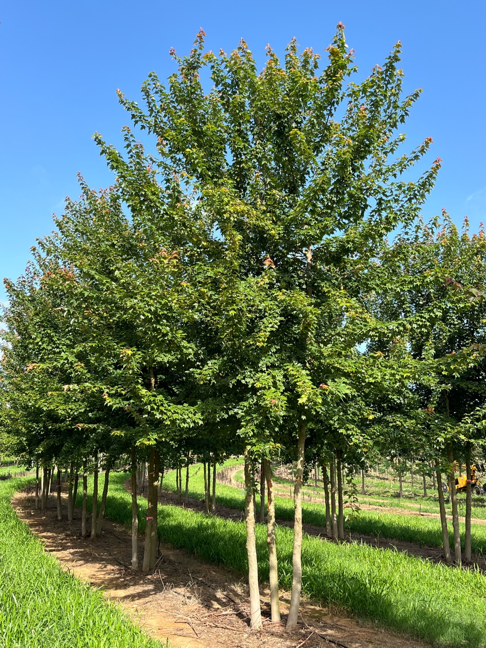 Weeping Japanese Maple | Bold Spring
