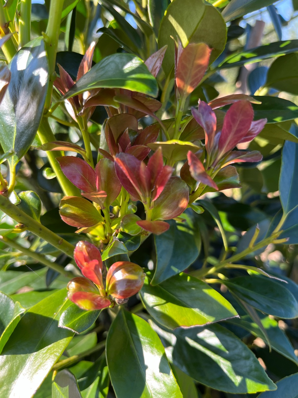 Screen Play Holly Bold Spring
